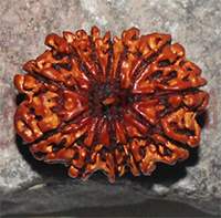 12 mukhi -26x21x15